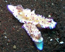 Nudis at Seraya Beach, Bali by Alex Lim 